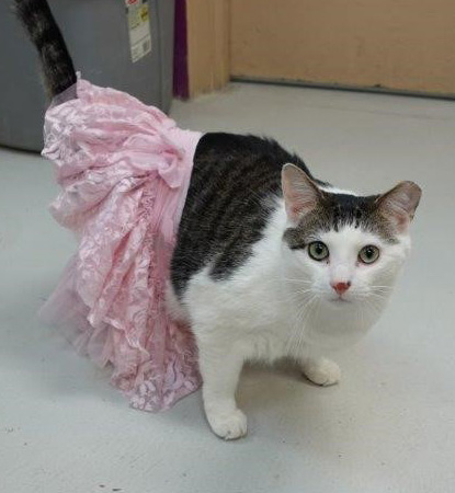 photo for Volunteer Day at SPCA!